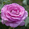 Роза чайно-гибридная Виолет Парфюм (Violette Parfume) фото 1 
