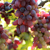 Виноград плодовый Краса Никополя фото 1 