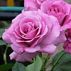 Роза чайно-гибридная Виолет Парфюм (Violette Parfume) фото 2 