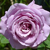 Роза чайно-гибридная Вальц Тайм фото 1 