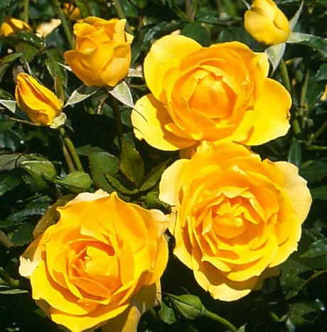 Роза флорибунда Алголд